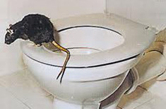 rotte på vej op af toilet